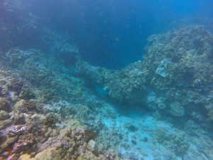 Snorkel Puako